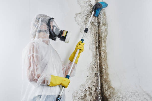 Best Professional Mold Removal  in Homer, GA