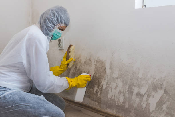 Best Home Mold Removal  in Homer, GA