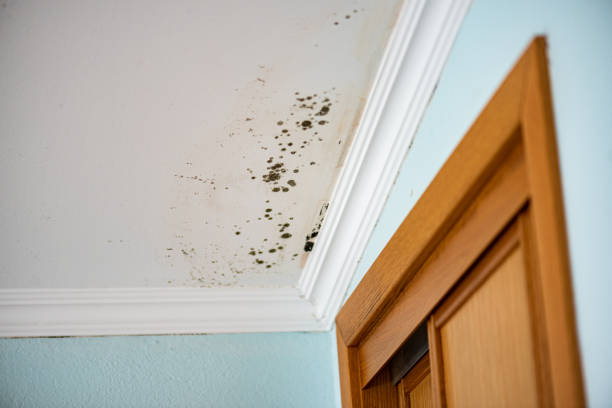 Professional Mold Removal in Homer, GA