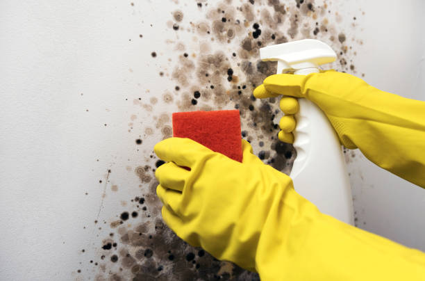 Best Attic Mold Removal  in Homer, GA