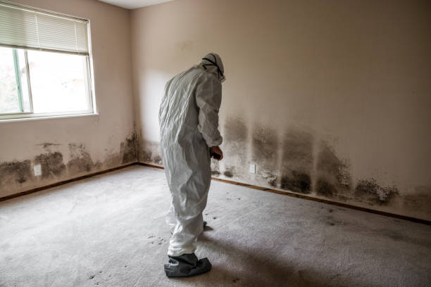 Best Mold Damage Repair  in Homer, GA