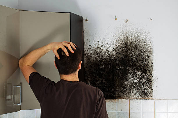 Attic Mold Removal in Homer, GA