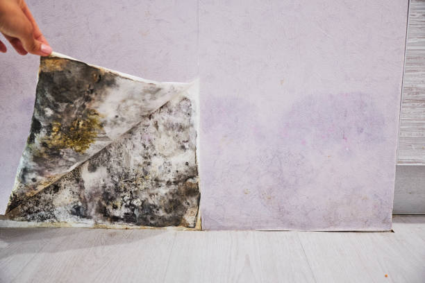 Best Mold Inspection  in Homer, GA